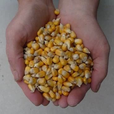 Achetez localement profite à tous - consommer localement - viande de cochon et viande de bœuf - Le Cochon de la vallée du Loc'h - Notre mais